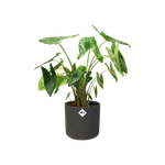 b.for soft rund 14cm anthrazit